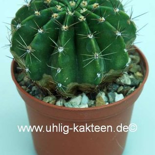 Trichocereus-Hybr. kermesina x Siegelsdorf x Gräsers Erfolg x Gräsers Schönste x Frolic