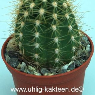 Trichocereus-Hybr. Flying Saucer x Cantora gelb