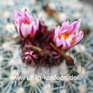 Gymnocactus saueri v. nelissae     CITES, not outside EU