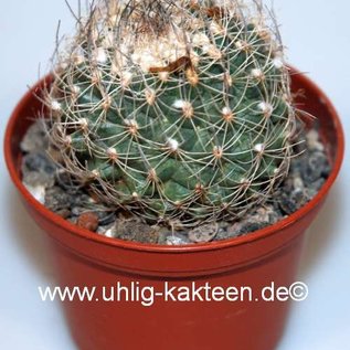 Gymnocactus saueri v. nelissae     CITES, not outside EU