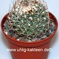 Gymnocactus saueri v. nelissae     CITES, not outside EU