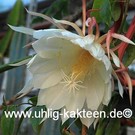 Epiphyllum oxypetalum