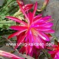 Epiphyllum-Hybr. Irette