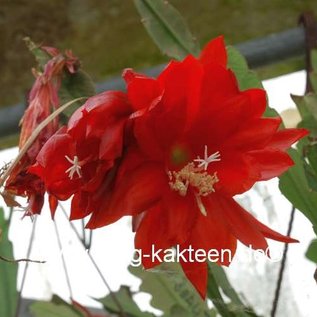 Epiphyllum-Hybr. Cajun Beauty