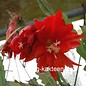 Epiphyllum-Hybr. Cajun Beauty