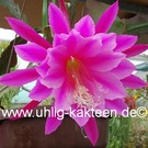 Epiphyllum-Hybr. Easy to Love