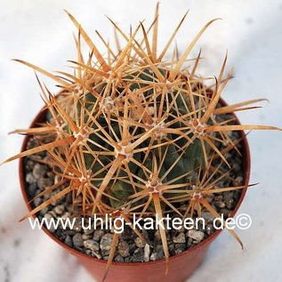 Ferobergia F3-Hybride VIOLET  PRIFOR / PRIFOR x PRIFOR / PRIFOR  Ferocactus dominant