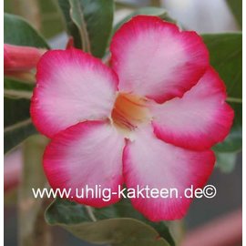 Adenium obesum