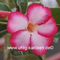 Adenium obesum   mit jahreszeitlich bedingtem Rückschnitt, with cutback