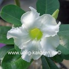 Adenium obesum  cv. Pure White