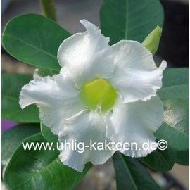 Adenium obesum Pure White