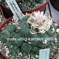 Lophophora williamsii f. caespitosa XL