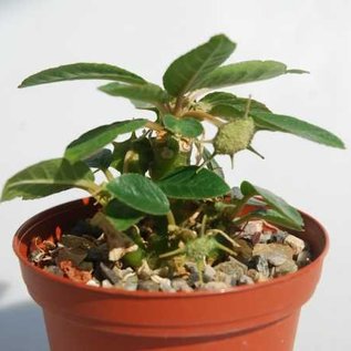 Dorstenia foetida