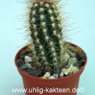 Pilosocereus braunii v. rubrispinus