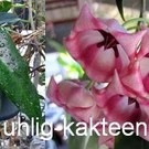 Hoya archboldiana  cv. Pink flower