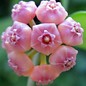 Hoya heuschkeliana  cv. Pink Flower