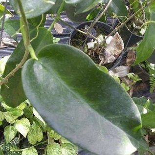 Hoya macgillivrayi