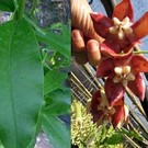 Hoya imperialis  cv. Red Big Flower