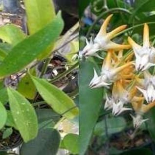 Hoya multiflora  Javanica Thai