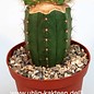 Pilosocereus spec. 1    gepfr. cristata