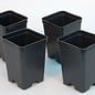 Square container pots high 7x7x10 cm