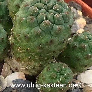 Sulcorebutia pasopayana  WR 593 / 06 N Presto - Pasopaya, Sucre, Cochabamba