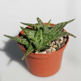 Aloe descoingsii    Madagaskar, Tulear, Kalkstein-Hügel   CITES