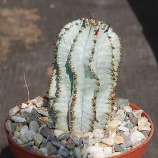 Euphorbia polygona cv. Superwhite