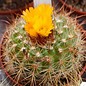 Parodia comarapana