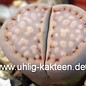 Lithops julii ssp. fulleri v. fulleri C 171 60km W Upington, Northern Cape, SA