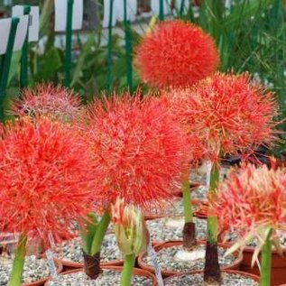 Scadoxus multiflorus