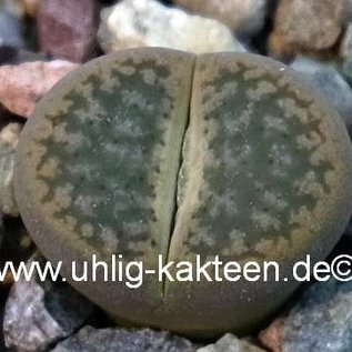 Lithops hookeri v. marginata C 338 35km SE Hopetown,  Northern Cape, SA