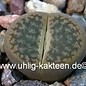 Lithops hookeri v. marginata C 338 35km SE Hopetown,  Northern Cape, SA