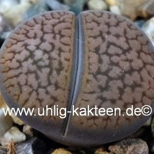 Lithops hookeri v. marginata  red-brown form C 089 25km NW Hopetown, Northern Cape, SA