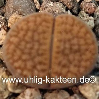 Lithops hookeri v. subfenestrata C 175 Prieska, 20 km SSE, CP