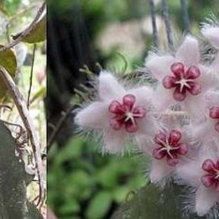 Hoya caudata  Sumatra