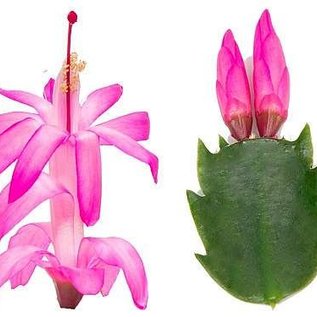 Schlumbergera-Hybr. Thor Carolyne