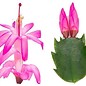 Schlumbergera-Hybr. Thor Carolyne