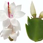 Schlumbergera-Hybr. Thor Cecilie