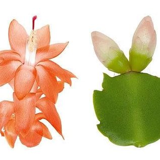 Schlumbergera-Hybr. Thor Freya