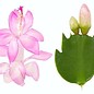 Schlumbergera-Hybr. Thor Ida