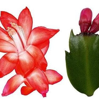 Schlumbergera-Hybr. Thor Olga