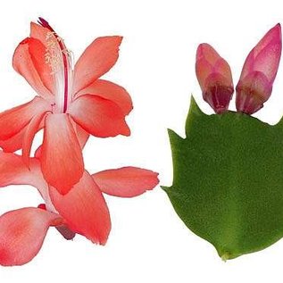 Schlumbergera-Hybr. Thor Olivia