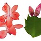 Schlumbergera-Hybr. Thor Olivia