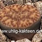 Lithops bromfieldii v. bromfieldii C 279 45 km E Upington, Northern Cape