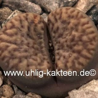 Lithops bromfieldii v. insularis C 057 10km Keimoes, Northern Cape, Südafrika