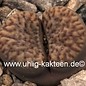 Lithops bromfieldii v. insularis C 057 10km Keimoes, Northern Cape, Südafrika