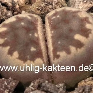 Lithops dorotheae  C 300 15km N Pofadda, Northern Cape, SA