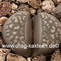 Lithops geyeri hillii C 232 Port Nolloth, 65 km NE, CP