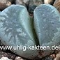 Lithops herrei  C 361 30km, Ne Alexander Bay, Northern Cape, SA